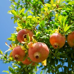 Grenadier à fleur ou à fruit