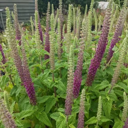 Teucrium