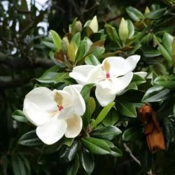 Magnolia