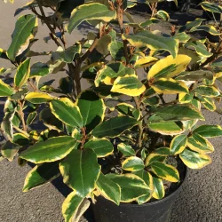 Eleagnus