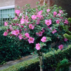 Hibiscus