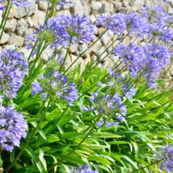 Agapanthe