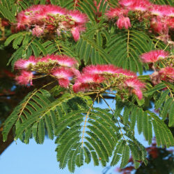 Albizia
