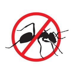 Anti fourmis