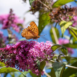 Buddleja (arbre à papillon)