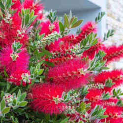 Callistemon