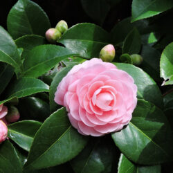 Camellia