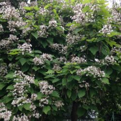 Catalpa