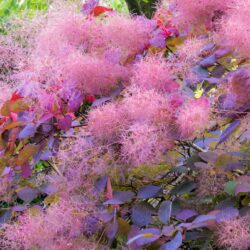 Cotinus