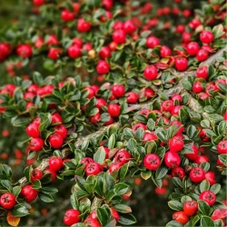 Cotoneaster