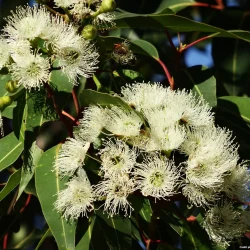 Eucalyptus