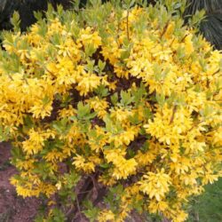 Forsythia