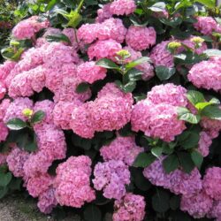 Hortensia