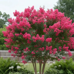 Lagerstroemia (lilas des Indes)