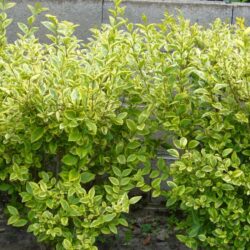 Ligustrum
