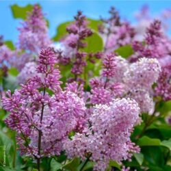 Lilas