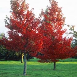 Liquidambar