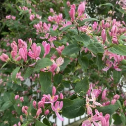Lonicera