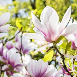 Magnolia