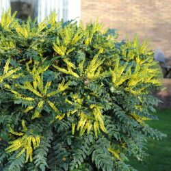 Mahonia