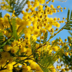 Mimosa