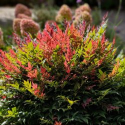 Nandina