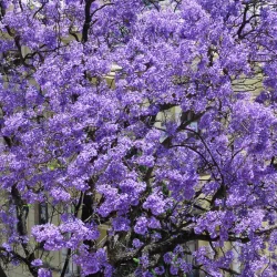 Paulownia