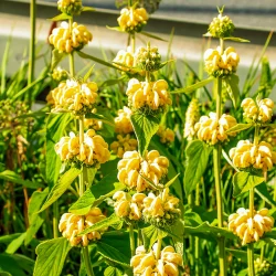Phlomis