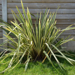 Phormium