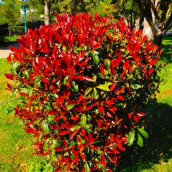 Photinia
