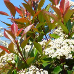 Photinia