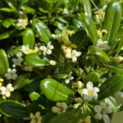 Pittosporum