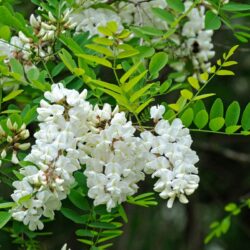 Acacia