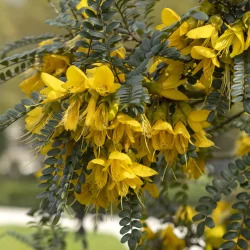 Sophora