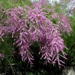 Tamarix