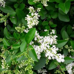 Ligustrum (troène)