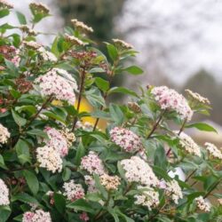 Viburnum