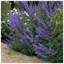 Vitex